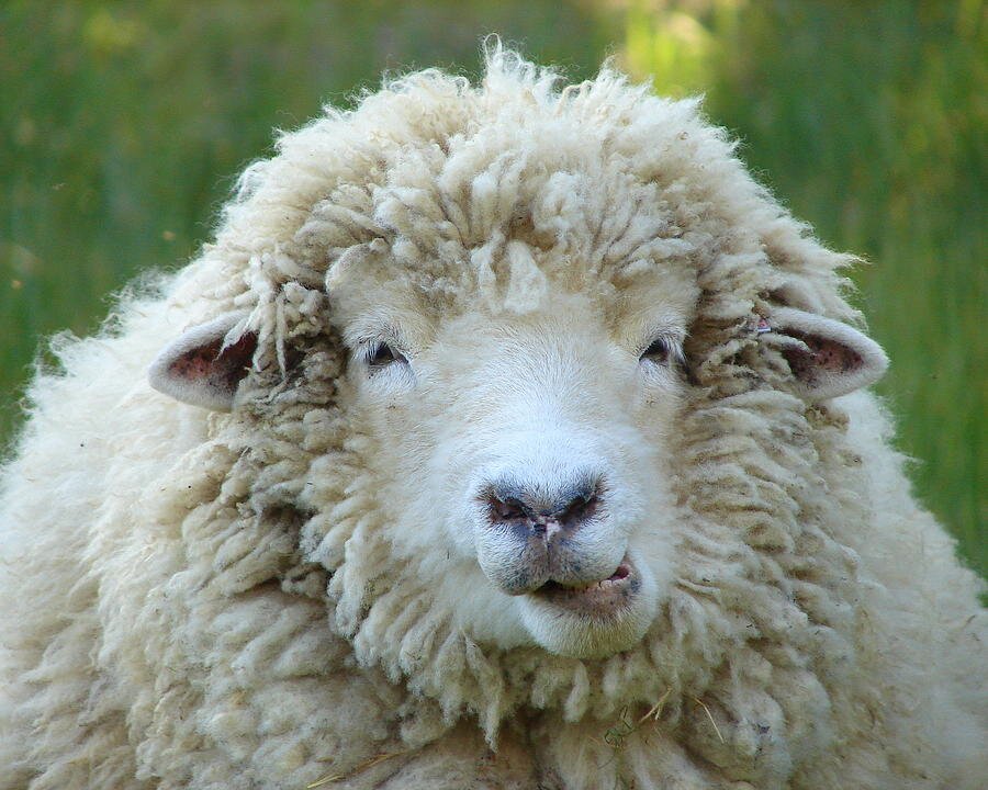 sheepish